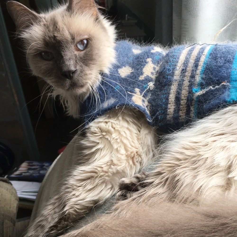 Meet your Posher, Jordan